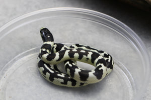 REY CALIFORNIA HEMBRA ID : 25