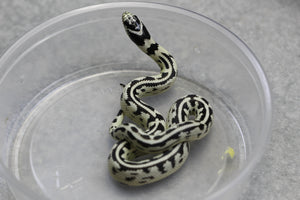REY CALIFORNIA HIGH WHITE MACHO  ID : 27