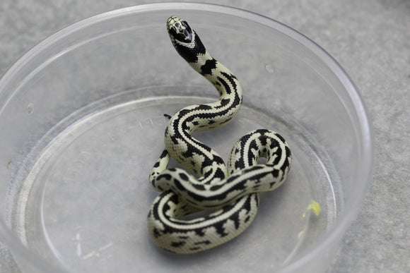 REY CALIFORNIA HIGH WHITE MACHO  ID : 27