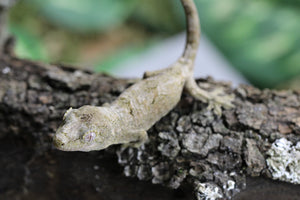 GECKO CHAHOUA CRIAS SIN SEXAR ID : 3-15