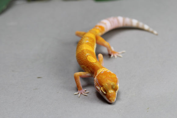 ORANGE DREAM CLOWN MACHO ID : 3-4