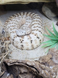 CROTALUS MITCHELLI PHYRRUS WHITE NACIDO 2026 ( ANEXAMOS FOTO MADRE)