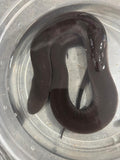 AMPHIUMA ( AMPHIUMA MEANS)
