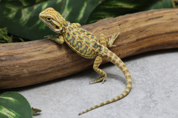 CITRUS X RED HYPO LEATHERBACK SIN SEXAR  ID : 3