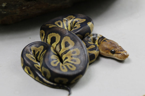 BOA COLA ROJA COLOMBIANA HEMBRA ID :  4-1