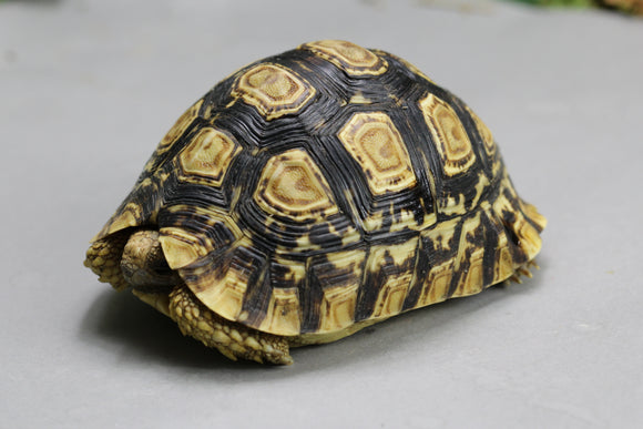 BOA STRIPED HEMBRA ID :  4-4