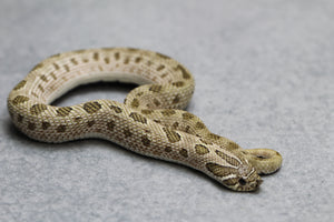 HOGGNOSE ARCTIC CONDA PASTEL HEMBRA ID : 4-9