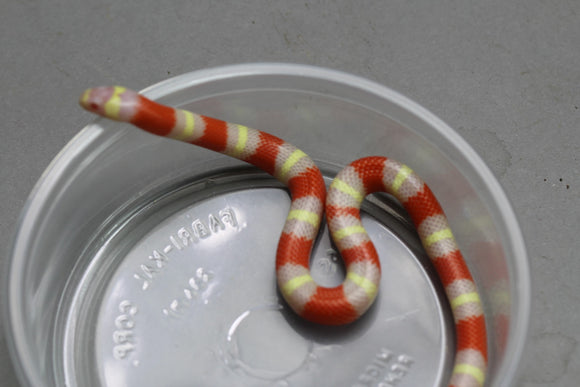 REY DE CALIFORNIA ABERRANTE HEMBRA   ID :  42
