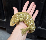 PAREJA ADULTA GECKO LEACHIANUS LOCALIDAD HENKELI  ID : PHENKAD 1