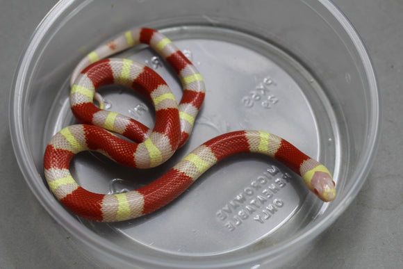 REY DE CALIFORNIA ABERRANTE HEMBRA  ID :  43
