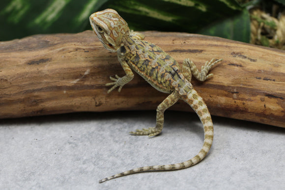 CITRUS X RED HYPO LEATHERBACK SIN SEXAR  ID : 4