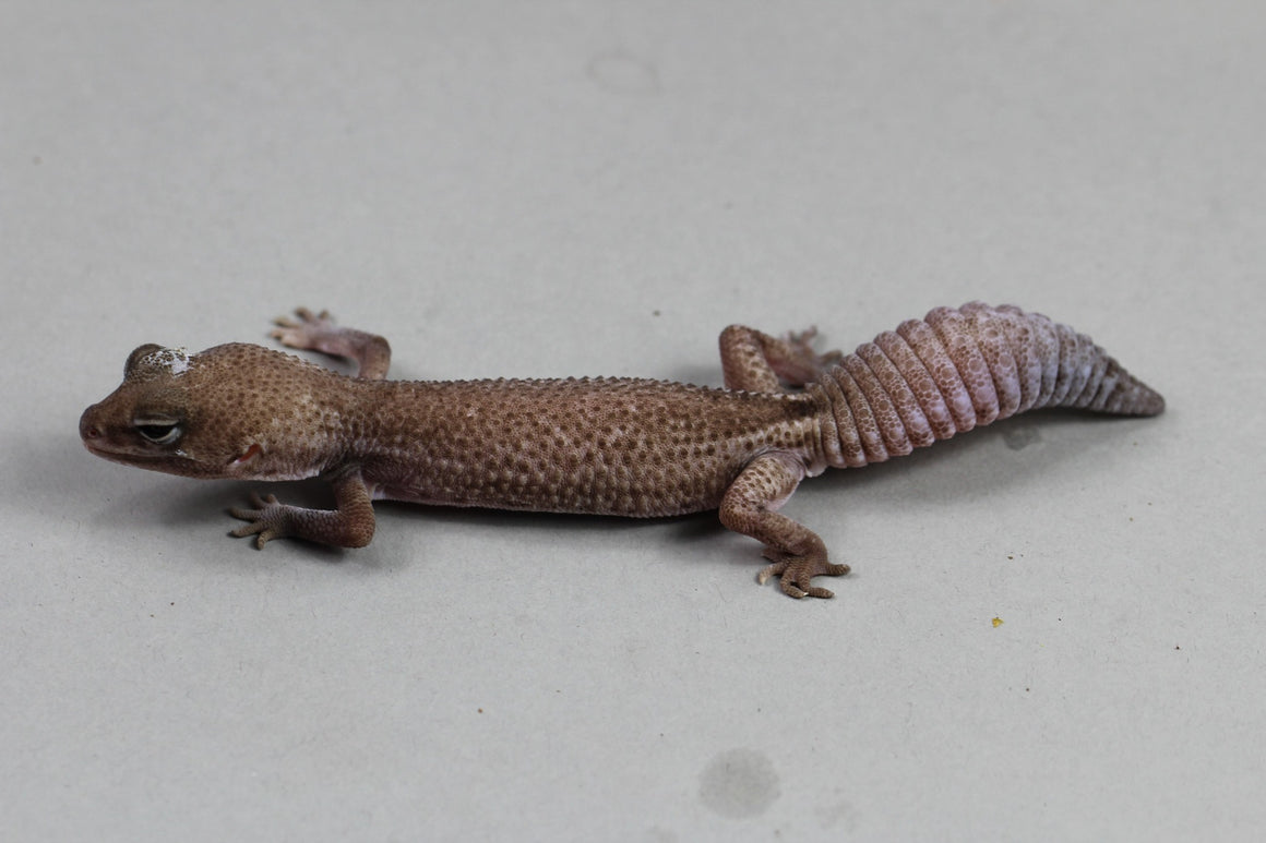 GECKOS – REPTILE TRADE
