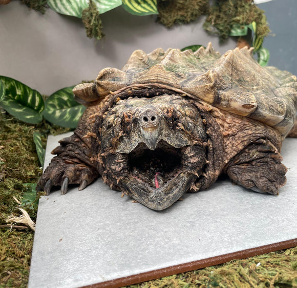 TORTUGA CAIMÁN 35 CM