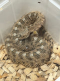 CROTALUS CERASTES  MACHO O HEMBRA NACIDO 2026
