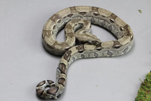 CRESTADO LILY WHITE HEMBRA JUVENIL  ID : 6-12