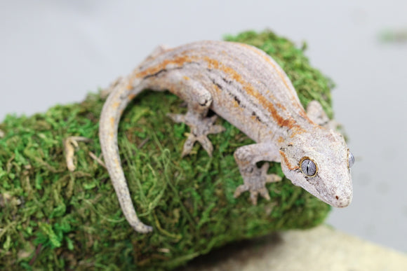 BOA STRIPED MACHO ID :  6-5