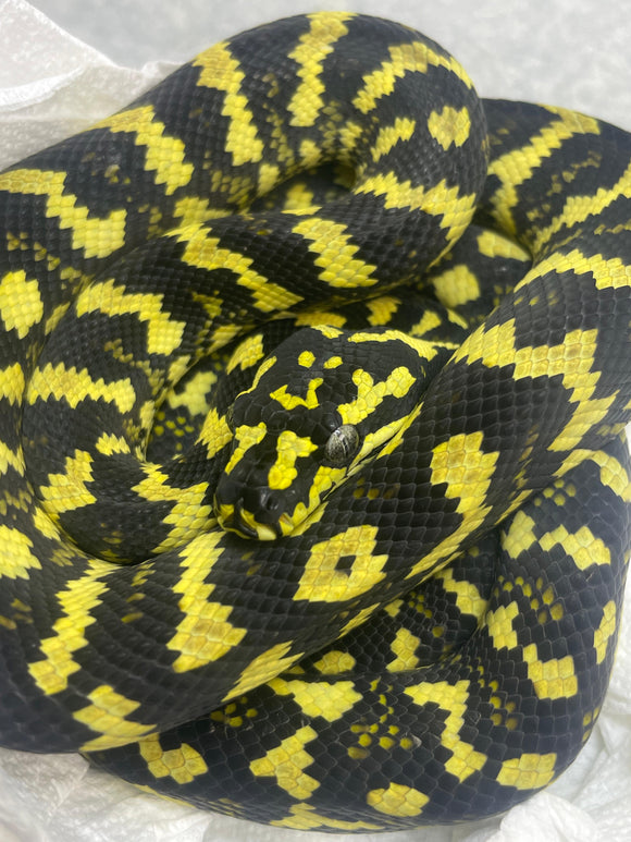 NEON LINE DIAMOND X JUNGLE CARPET HEMBRA ID : J-01