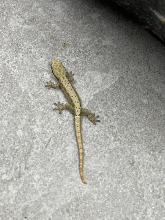 GECKO ENLUTADO ( LEPIDODACTYLUS LUGUBRIS)