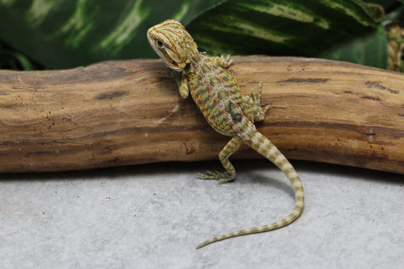 CITRUS X RED HYPO LEATHERBACK SIN SEXAR  ID : 6