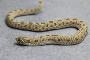 HOGGNOSE PASTEL CONDA HEMBRA ID :7-15