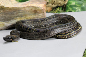 BOA MYSTIQUE ( LEOPARD X ONYX) 66% HET T+ MACHO ID : 7-8