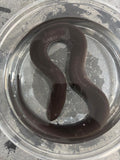 AMPHIUMA ( AMPHIUMA MEANS)