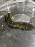SIRENA DE DOS DEDOS ( SIREN LACERTINA)
