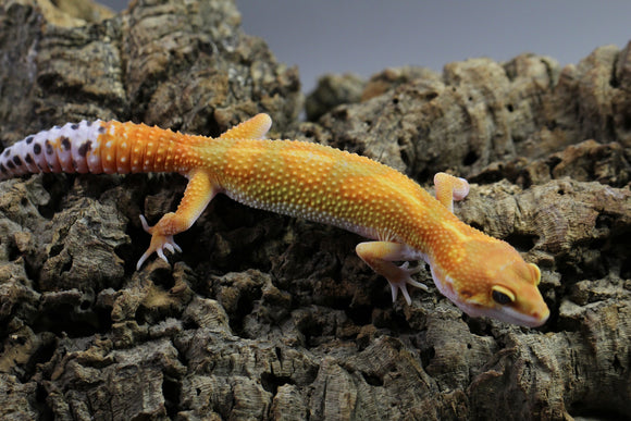 TANGERINE TORNADO X ELECTRIC TANGERINE HET TREMPER  HEMBRA ID : 8-7