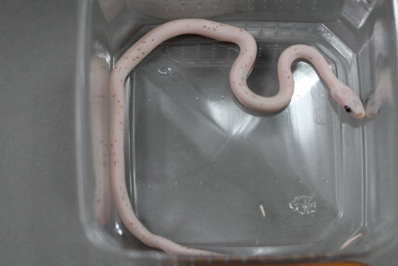MAIZERA HYPO OKETEE SCALELESS 66 % HET ANERY Y ALBINO MACHO  ID : 9