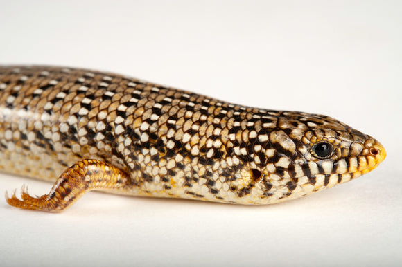 SKINK OCELADO