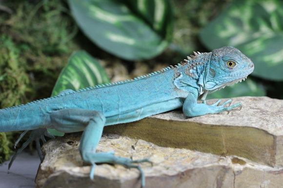IGUANA AZUL CRIA