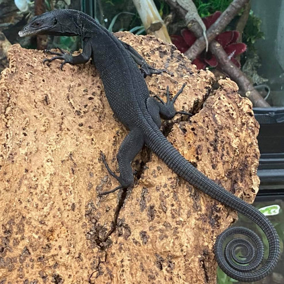 PAREJA DE MONITORES NEGROS DE ÁRBOL ( preventa )