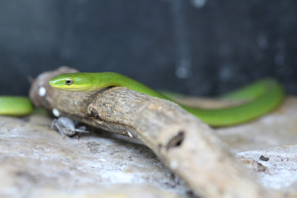 SERPIENTE VERDE COME GRILLOS ( juveniles)