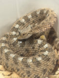 CROTALUS CERASTES  MACHO O HEMBRA NACIDO 2026