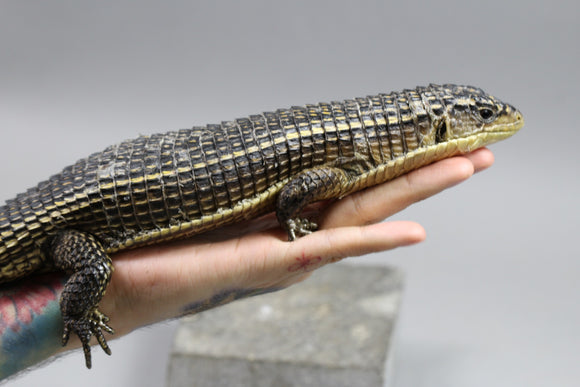 LAGARTO GIGANTE DE ESCUDOS