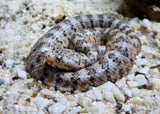 CROTALUS MITCHELLI PHYRRUS WHITE NACIDO 2026 ( ANEXAMOS FOTO MADRE)