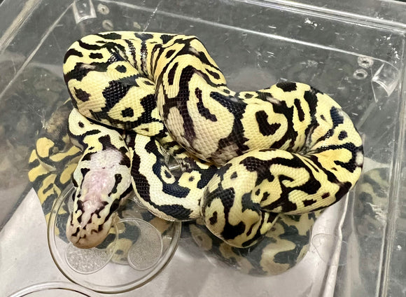 PASTEL LEOPARD DESERT GHOST MACHO  ID: M6