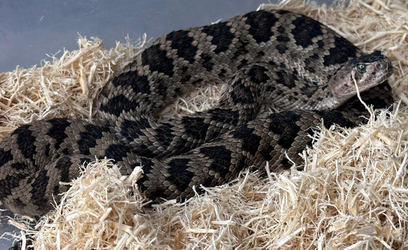 CASCABEL SALVINI MACHO O HEMBRA