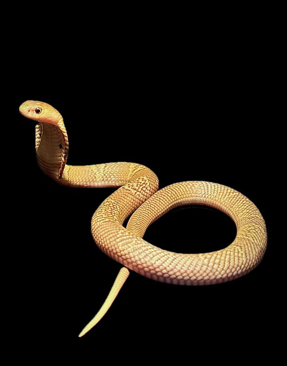 COBRA ALBINA HET LEUCISTICA HEMBRA
