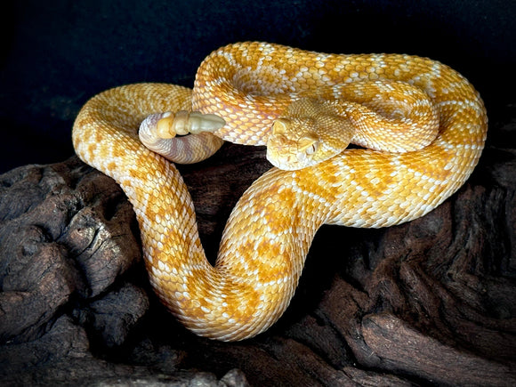 CASCABEL ATROX ALBINO SPICE MACHO