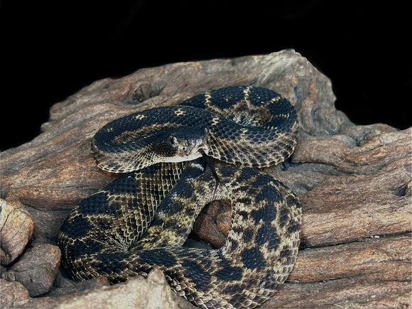 CASCABEL ATROX BLACK HEMBRA