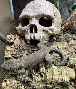 GECKO VORAX