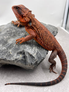 DRAGON BARBUDO RED MONSTER HEMBRA SUBADULTA ID : 6