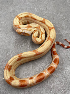 BOA KHAL ALBINO HET LEOPARD POSIBLE HET ANERY HEMBRA ID : 8-3