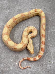 BOA KHAL ALBINO HET LEOPARD POSIBLE HET ANERY HEMBRA ID : 13-13