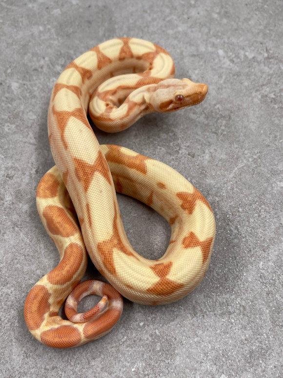 BOA KHAL SUNGLOW HET LEOPARD POSIBLE HET ANERY MACHO ID : 5-3