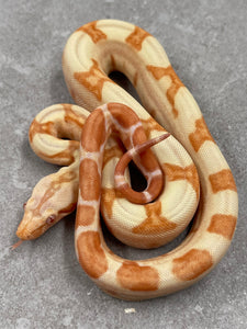 BOA KHAL SUNGLOW HET LEOPARD POSIBLE HET ANERY HEMBRA ID : 15-11
