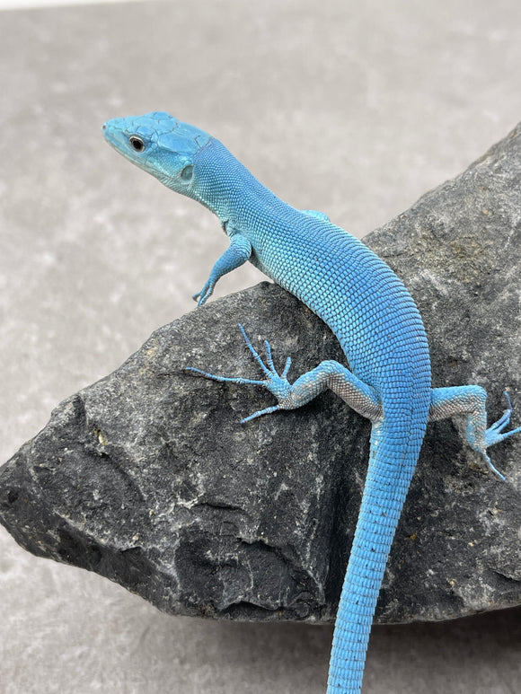 LAGARTO VERDE DE TANZANIA SKY BLUE  ( G. PRASINA) HEMBRA