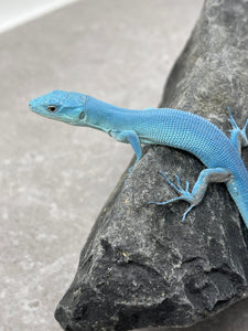 LAGARTO VERDE DE TANZANIA SKY BLUE  ( G. PRASINA) MACHO