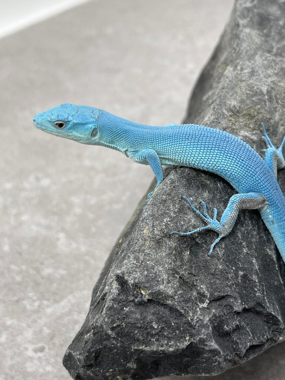 LAGARTO VERDE DE TANZANIA SKY BLUE  ( G. PRASINA) MACHO